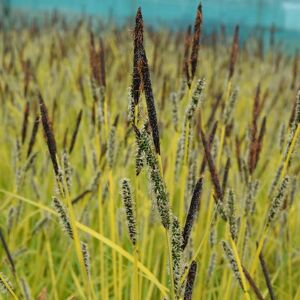 Carex elata 'Aurea' ---